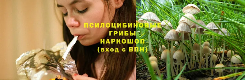 где продают наркотики  Камешково  Псилоцибиновые грибы Psilocybe 